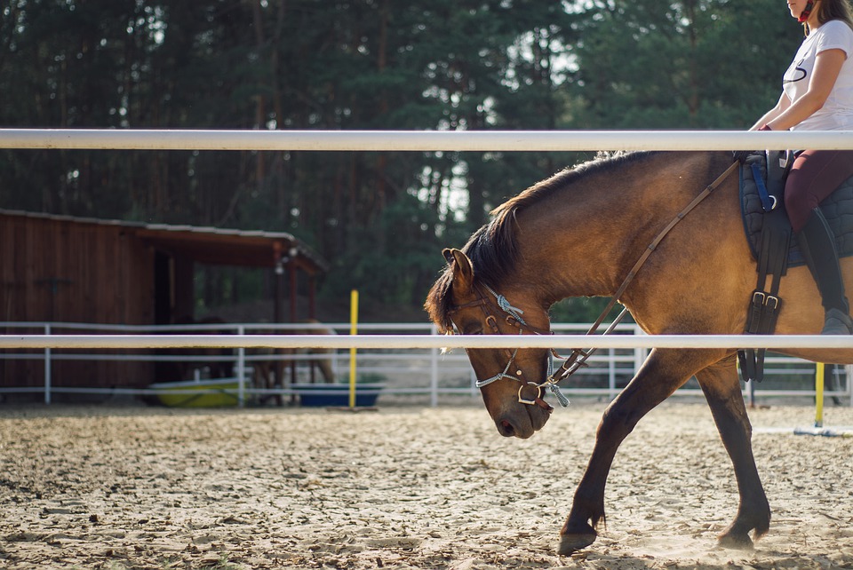 Acacia Hostel Horse Riding Lessons Event, in Richmond